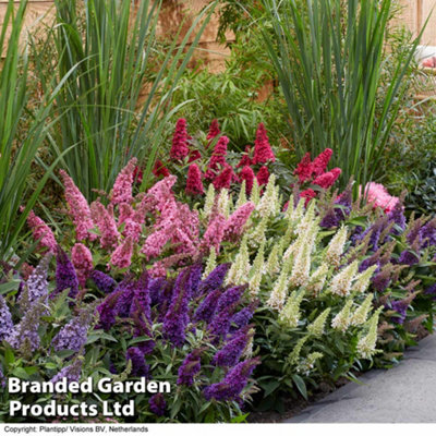 Thompson & Morgan Buddleja Butterfly Candy Collection4 Potted Plants from B&Q