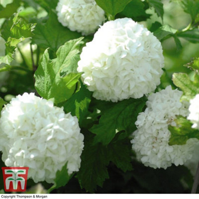 Thompson & Morgan Viburnum Opulus Roseum 9Cm Potted Plants X 2 from B&Q