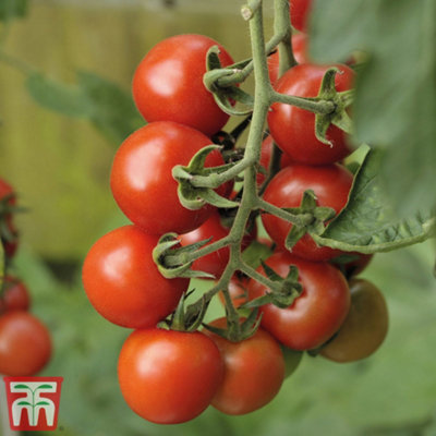 Thompson & Morgan Vegetable Tomato Alicante 9Cm Pot X 1 Vegetable (Peat Free) from B&Q