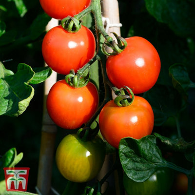 Thompson & Morgan Tomato Alicante Solanum Lycopersicum L. 9Cm Pots X 3 from B&Q