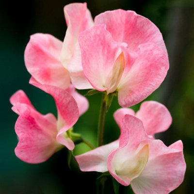 Thompson & Morgan Sweet Pea Lathyrus Tickled Pink 1 Seed Packet from B&Q
