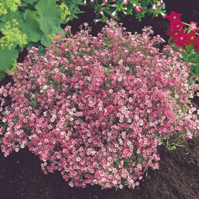 Thompson & Morgan Pink Baby S Breath (Gypsophila Elegans) Seeds - Hardy Annual For Borders Bouquets & Pollinators - 2500 Seeds