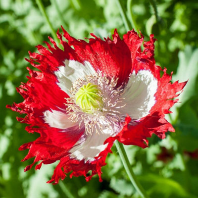 Thompson & Morgan Poppy Danish Flag Heritage Poppy SeedsScarlet With White Cross400 Seeds from B&Q