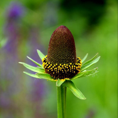 Thompson & Morgan Rudbeckia Occidentalis Green Wizard Hardy Perennial Coneflower30 Seeds from B&Q
