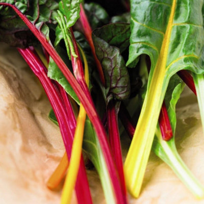 B&Q -  Swiss Chard Beet Bright Lights Rubbed F1 Hybrid 1 Seed Packet