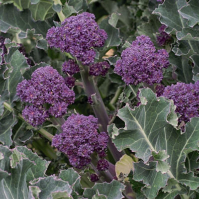 Thompson & Morgan Broccoli Sprouting Summer Purple 1 Seed Packet from B&Q