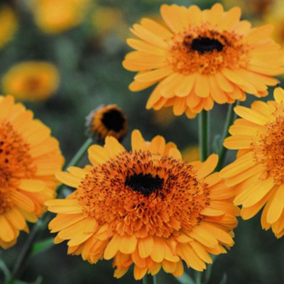 Thompson & Morgan Calendula 'crown Orange' 1 Seed Packet from B&Q