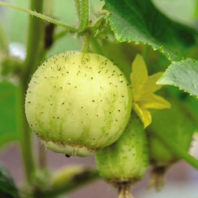 Thompson & Morgan Cucumber Crystal Apple 1 Seed Packet from B&Q