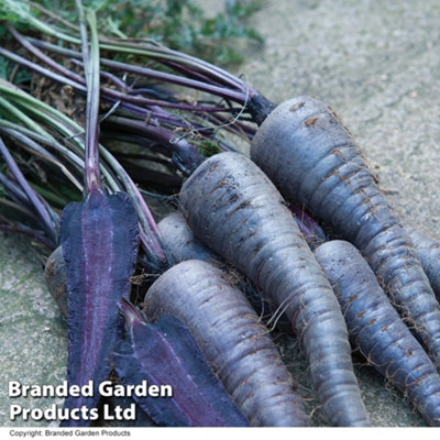 Thompson & Morgan Carrot Sun 1 Packet (250 Seeds) Purple