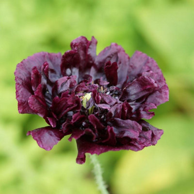Thompson and Morgan - Poppy 'Black Peony' Seeds - Hardy Annual - Black - Image 4