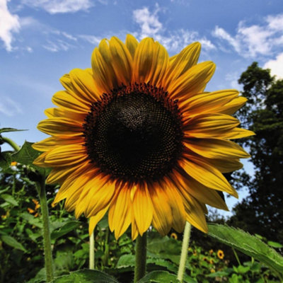 Thompson & Morgan Sunflower Helianthus Annuus Russian Giant 1 Seed Packet from B&Q