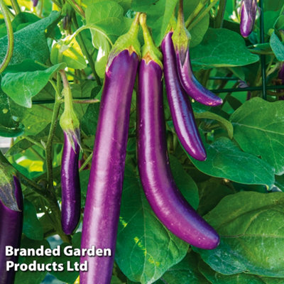 B&Q -  Aubergine Violet Knight F1 1 Seed Packet (6 Seeds)Kew Vegetable Seed Collection