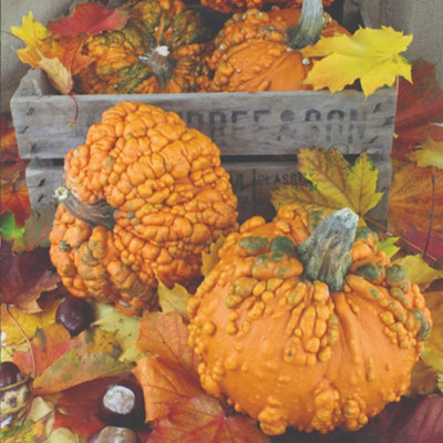 Thompson & Morgan Pumpkin 'Zombie' Seeds - Halloween Decorative Squash - Image 4
