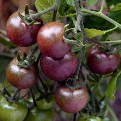 Thompson & Morgan Tomato Cherry 1 Seed Packet Black