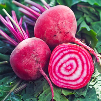 Thompson & Morgan Beetroot 'chioggia' 1 Seed Packet from B&Q
