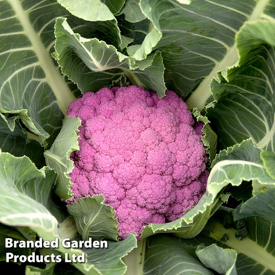 Thompson & Morgan Cauliflower Depurple F1 1 Packet (10 Seeds) from B&Q