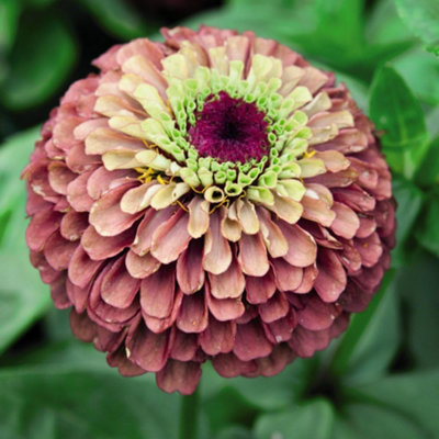 Thompson & Morgan Zinnia Elegans Queen Red Lime 1 Seed Packet from B&Q