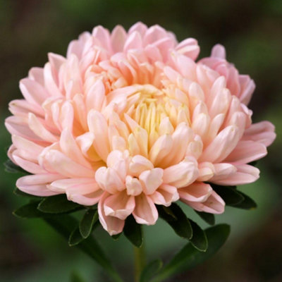 Thompson & Morgan Callistephus Classic Salmon Rose 1 Seed Packet from B&Q