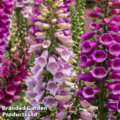 Thompson & Morgan Foxglove (Digitalis) Dalmatian Mix 9Cm Pot X 6 from B&Q