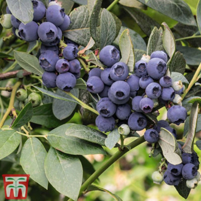 Thompson & Morgan Blueberry Vaccinium Duke Plant Pot 9Cm 4 Pack - Image 3