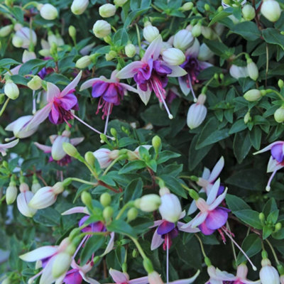 Thompson & Morgan Fuchsia Double Trailing La Campanella 1 Postiplug Plant from B&Q