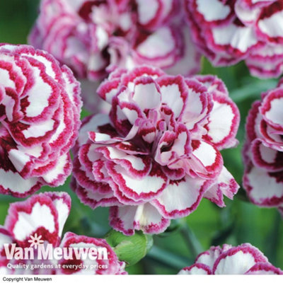 Thompson & Morgan Dianthus Pinks Grans Favourite 5 Jumbo Plug Plants 30mm from B&Q