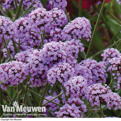 B&Q -  Verbena Buenos Aires 12 Plug Plants