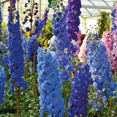 Thompson & Morgan Delphinium Pacific Mix 9Cm Potted Plant X 3 from B&Q
