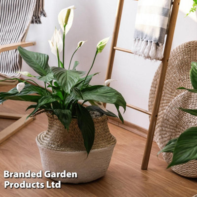 B&Q -  Peace Lily Houseplant 'air So Pure'Potted Plant (12Cm Pot) X 3