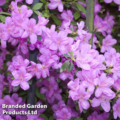 Thompson & Morgan Dwarf Lilac Azalea Plant - 9cm Pot, Purple Flowers, Evergreen Shrub - Image 5
