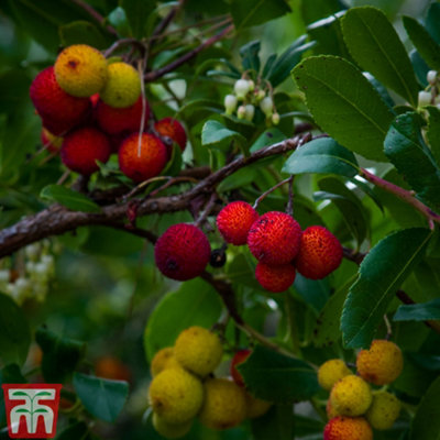 Thompson & Morgan Arbutus Unedo Compacta (Strawberry Tree) 9Cm Potted Plant X 2 from B&Q