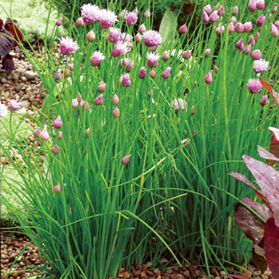 Thompson & Morgan Chives Common 1 Litre Potted Plant - Easy to Grow Herb - Attracts Bees & Butterflies - Image 4