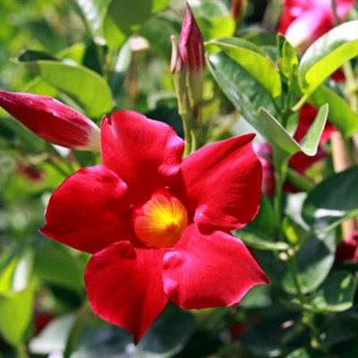 Thompson & Morgan Mandevilla Sanderi Red 10.5Cm Potted Plant X 1 from B&Q