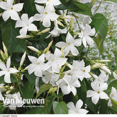 Thompson & Morgan Mandevilla Sanderi White 10.5Cm Potted Plant X 1 from B&Q