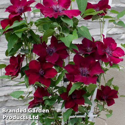 Thompson & Morgan Clematis Nubia Climbing Plant - Red Flowers - 15cm Potted Plant - Image 4