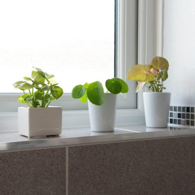 Thompson & Morgan Houseplant Green Mix 6Cm Potted Plant X 1 from B&Q