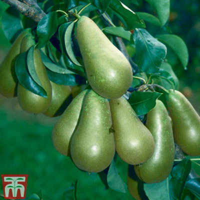B&Q -  Fruit Pear (Pyrus) Conference Patio Tree (Quince Adams) 4 Litre Potted Plant X 1