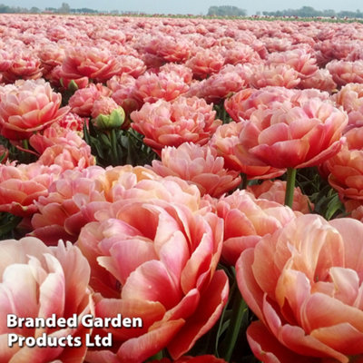 B&Q -  Tulip Copper Image 16 Bulbs (Size 11/12)