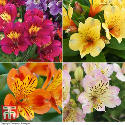 Thompson & Morgan Alstroemeria Nurserymans Choice Mix 3 Jumbo Plug Plants 50mm from B&Q