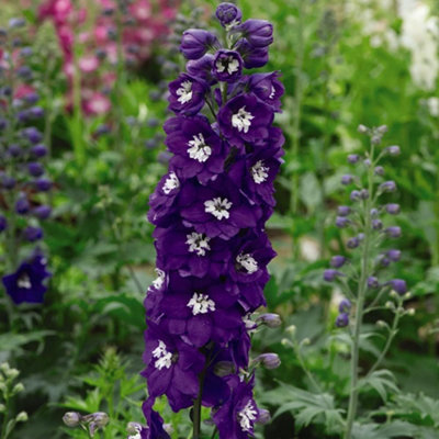 Thompson & Morgan Delphinium Magic Fountain Dark Blue White Bee 9Cm Pot X 3 from B&Q
