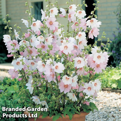 Thompson & Morgan Lavatera Barnsley Baby2 Plants from B&Q