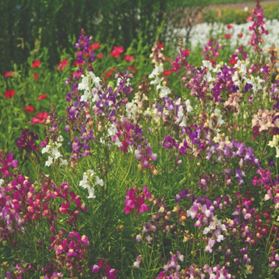 Thompson & Morgan Mr. Men Little Miss Linaria Fairy Bouquet Baby Snapdragon SeedsCandy-Coloured Dainty Blooms3000 Seeds from B&Q