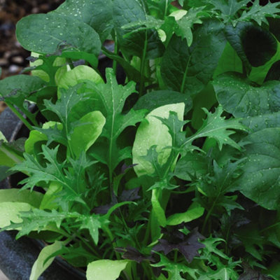 Thompson & Morgan Salad Leaves Colourfully Mild MixKew 1 Seed Packet from B&Q
