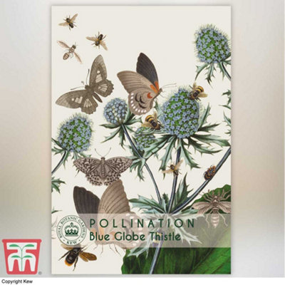 Thompson & Morgan Blue Globe Thistle Promo New Kew Range 1 Packet (20 Seeds) from B&Q