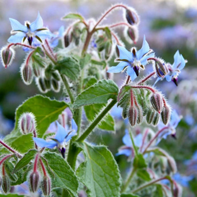 Thompson & Morgan Borage Promo New Kew Range 1 Seed Packet from B&Q