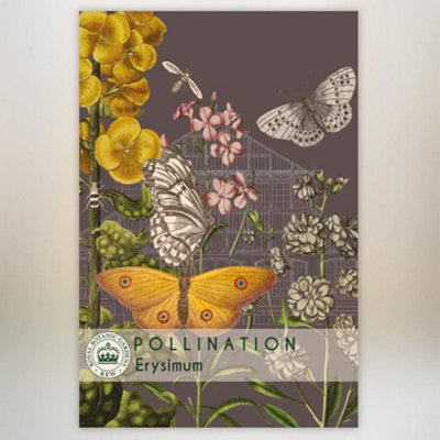 Thompson & Morgan Erysimum Promo New Kew Range 1 Packet (400 Seeds) from B&Q