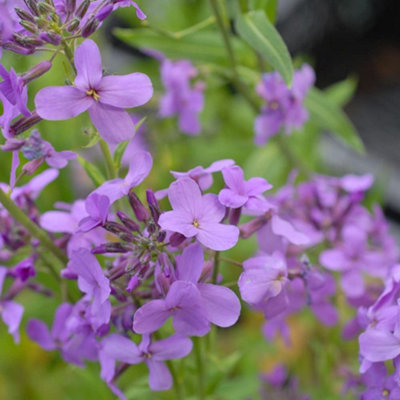 Thompson & Morgan Hesperis Promo New Kew Range 1 Seed Packet from B&Q