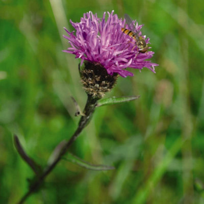 Thompson & Morgan Knapweed Promo New Kew Range 1 Seed Packet from B&Q