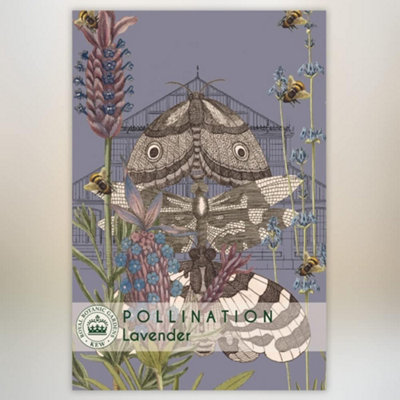 B&Q -  Lavender Promo New Kew Range 1 Packet (110 Seeds)