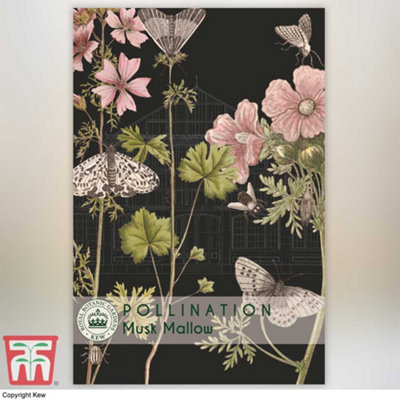 Thompson & Morgan Musk Mallow Promo New Kew Range 1 Packet (40 Seeds) from B&Q